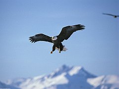 A Perfect Landing, Bald Eagle, Alaska